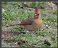 Picture Title - Red Bird