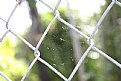 Picture Title - Spiderweb