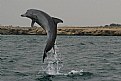 Picture Title - Dolphin in Persian Gulf