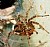 Funnel Weaver Spider