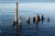Afternoon Pilings