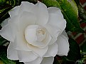 Picture Title - Camellia--3