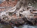 Picture Title - roots!