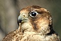 Picture Title - The Falcon
