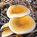 Picture Title - Soft Shrooms