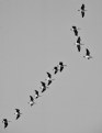 Picture Title - Canadian Geese