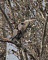 Picture Title - Great Blue Heron