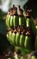 Picture Title - Bananas