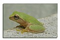 Picture Title - Frog