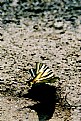 Picture Title - flutra - butterfly