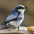 Picture Title - Pygmy Nuthatch