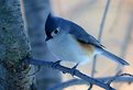 Picture Title - Tufted Titmouse