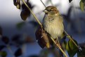 Picture Title - House sparrow