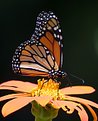 Picture Title - Butterfly at Leamings Run