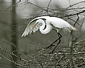 Picture Title - Egret 