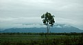 Picture Title - Raining in The Tropics