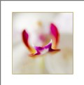 Picture Title - Orchid #2