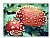 Amanita Muscaria