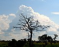 Picture Title - Tree-shaped Cloud