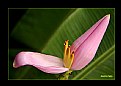 Picture Title - Banana Flower