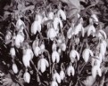 Picture Title - Snowdrops