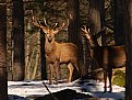 Picture Title - Oh deer