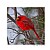 Male red cardinal