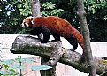 Picture Title - Redpanda