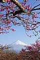 Picture Title - Plum Blossoms II