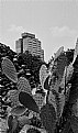 Picture Title - Between thorns