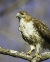 Picture Title - Red shouldered hawk