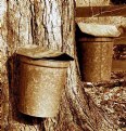 Picture Title - collecting sap