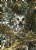 The Saw-whet Owl