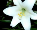 Picture Title - Easter Lilly