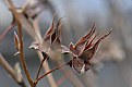 Picture Title - waiting for spring