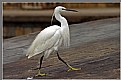Picture Title - white walker - a Great White Heron
