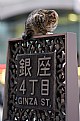 Picture Title - Ginza Kitten