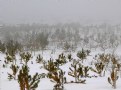 Picture Title - Snowy-Foggy-2