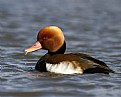 Picture Title - Red Crested Pochard