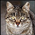 Picture Title - cat