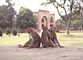Picture Title - Three Monkeys in Agra