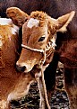 Picture Title - Cow