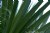 Palm6