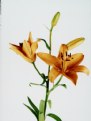 Picture Title - Lilies