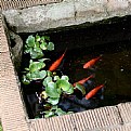 Picture Title - goldfish