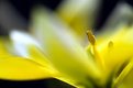 Picture Title - Sunlit Tulip