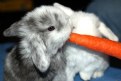 Picture Title - Holland Lop