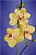 Yellow Orchids I