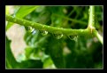 Picture Title - Water drops