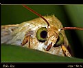 Picture Title - Moth face